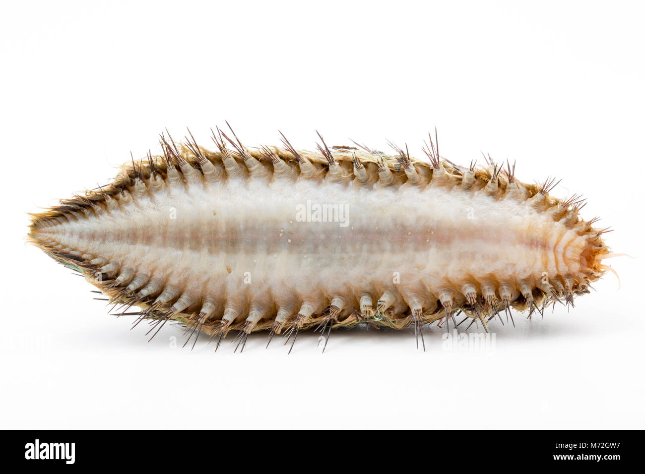 Underside of a sea mouse-Aphrodita aculeata- washed up following storm Emma March 7 2018. The sea mouse is a type of marine worm. Studland Dorset UK GB Stock Photo