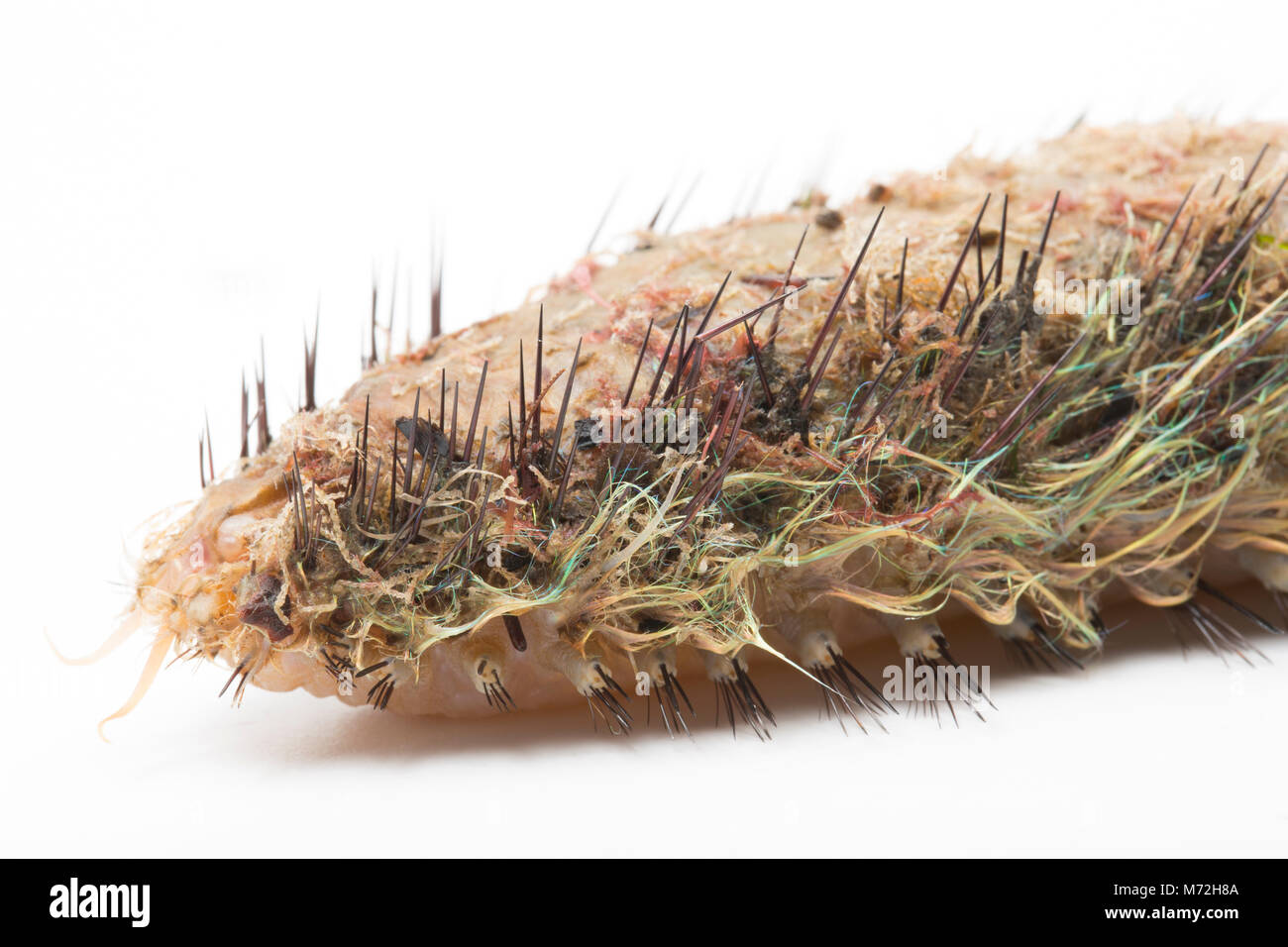 A sea mouse-Aphrodita aculeata washed up following storm Emma March 7 2018. The sea mouse is a type of marine worm. Studland Dorset UK GB Stock Photo