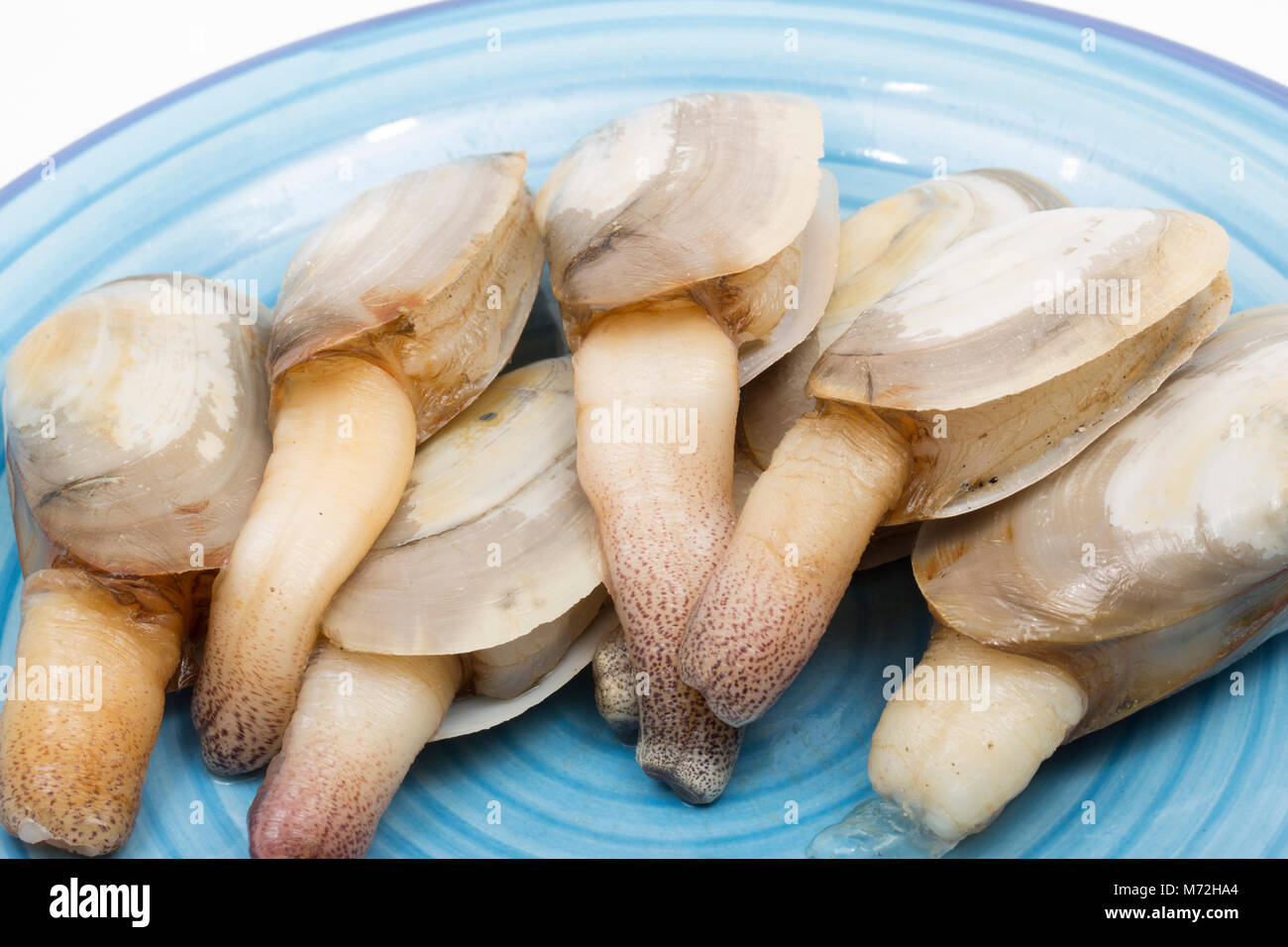 Common otter clams-Lutraria lutraria- washed up at Studland ,Dorset following Storm Emma and freezing conditions, showing their siphons Stock Photo
