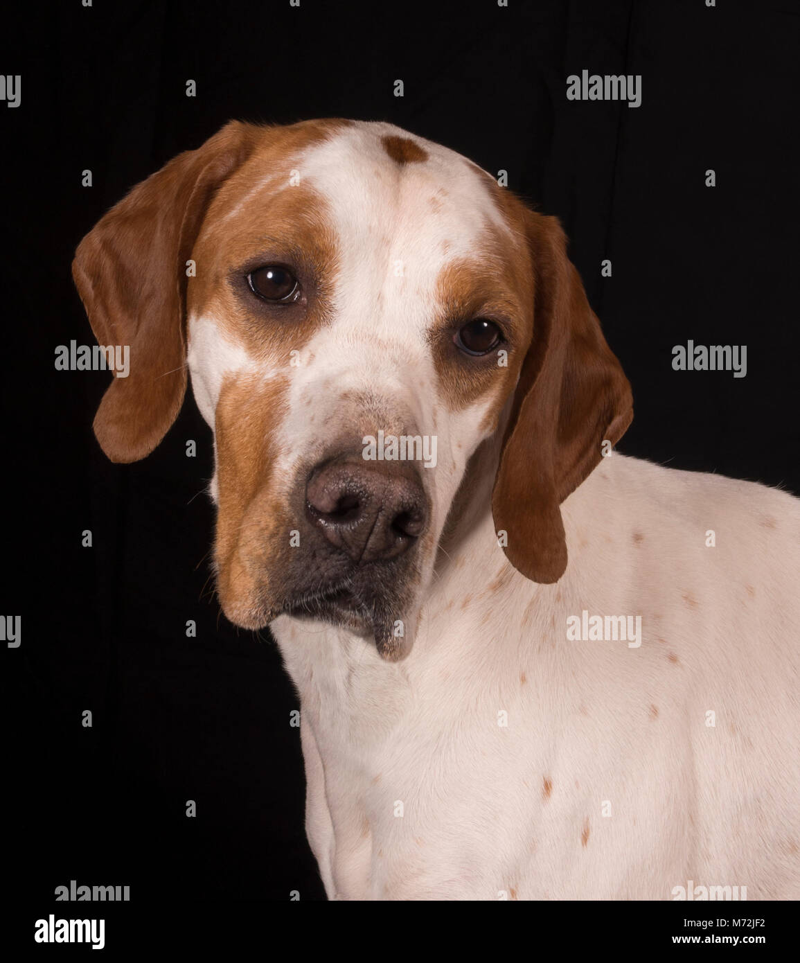 Studio portraits of an English Pointer Stock Photo