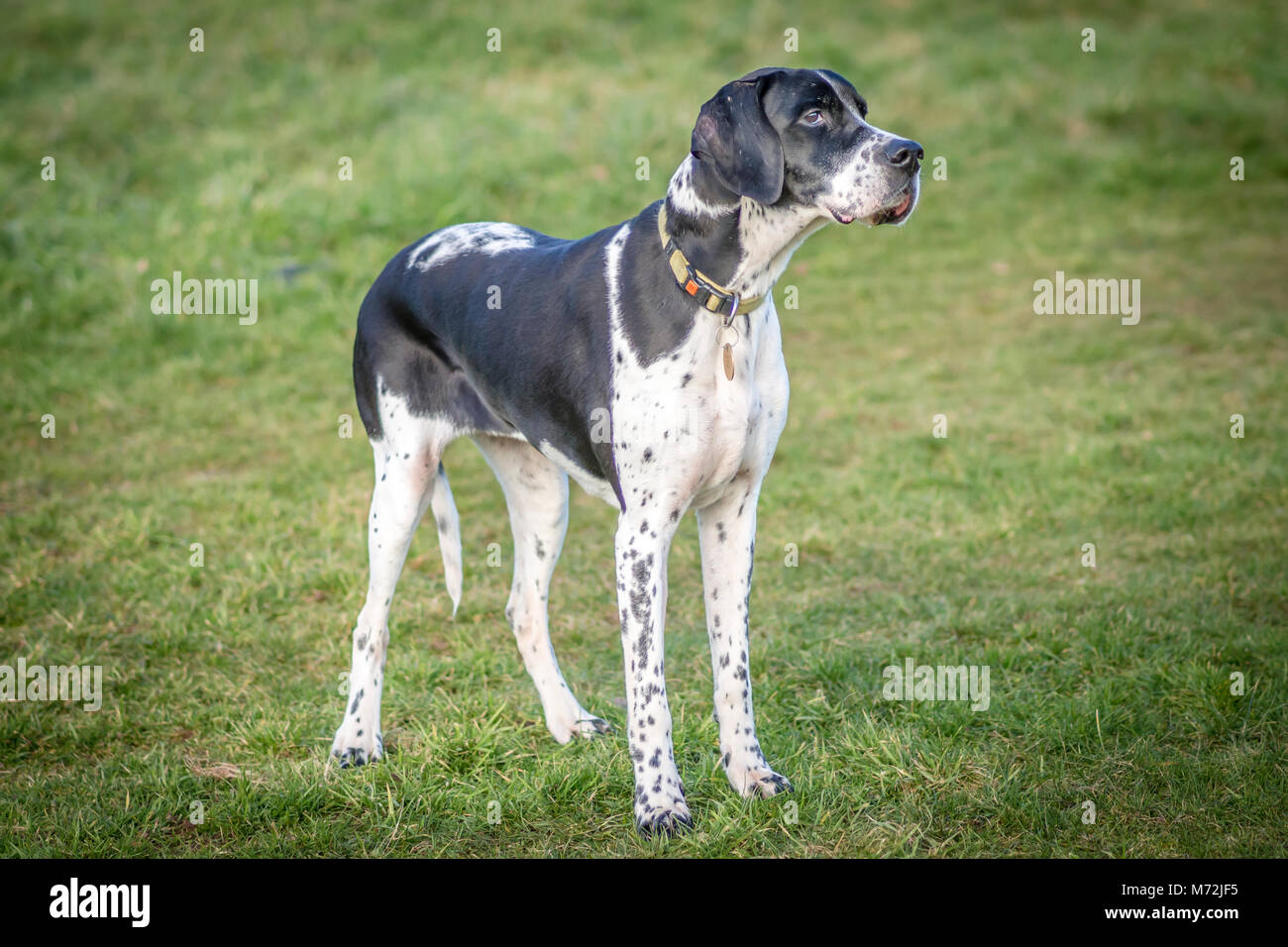 Black and White English Pointer Dog in a field Stock Photo