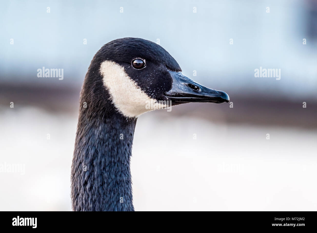 Wild goose in front of Castle Nymphenburg Palace in Munich, Germany. Stock Photo