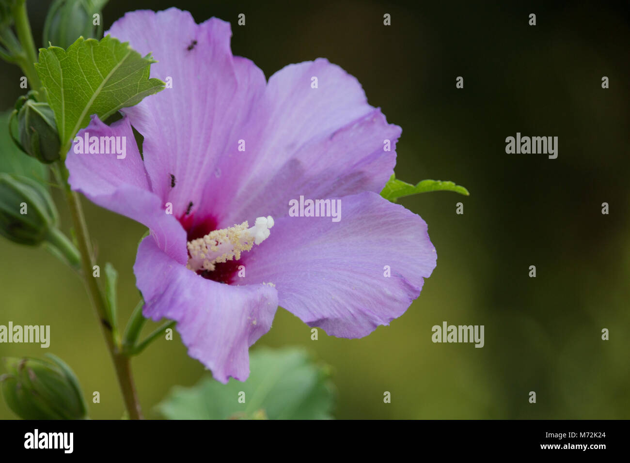 Pink Hibiscus Flower Stock Photo