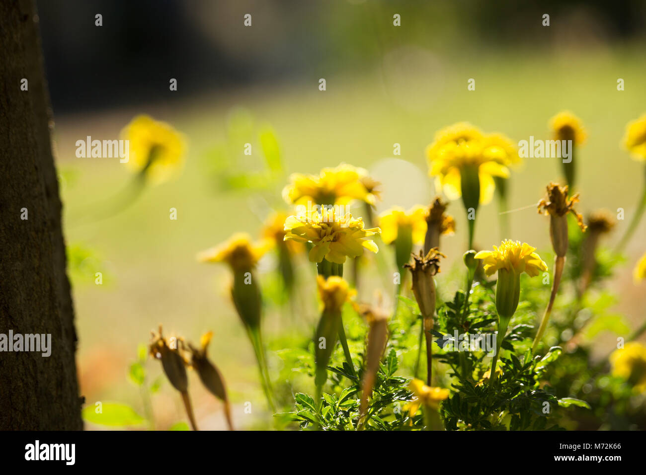 Yellow Tagetes Flowers Stock Photo