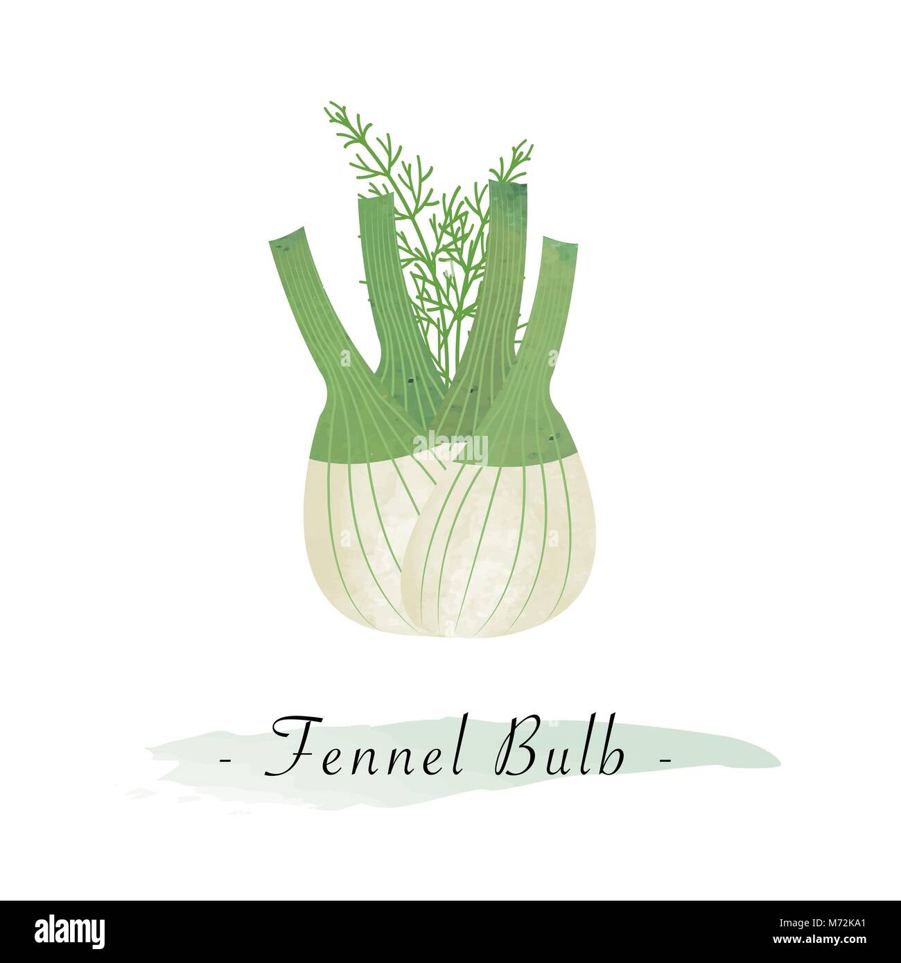 Colorful watercolor texture vector healthy vegetable fennel bulb Stock
