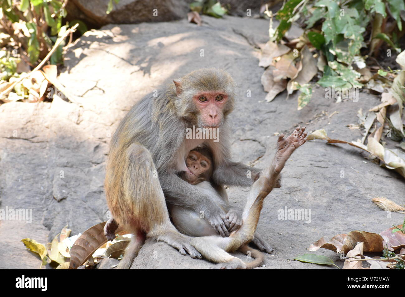 A awesome snap of monkey mother feed milk to her monkey kid in a big stone with care & love. Stock Photo