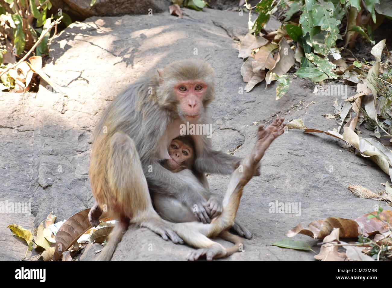 A awesome snap of monkey mother feed milk to her monkey kid in a big stone with care & love. Stock Photo