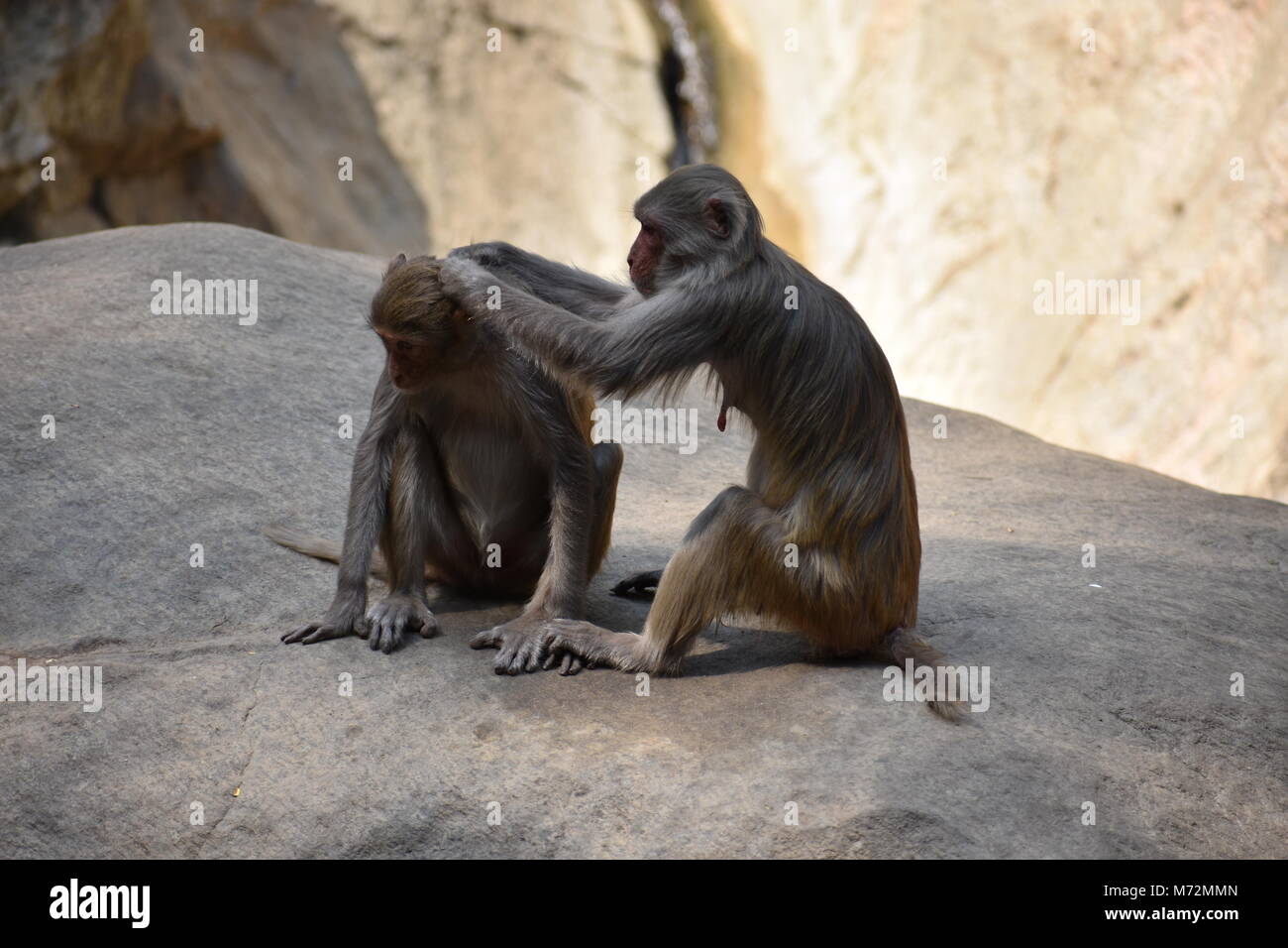 A monkey cleaning head of another monkey looking awesome picture. Stock Photo