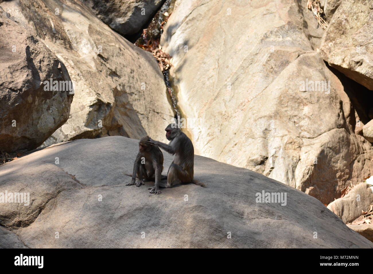 A monkey cleaning head of another monkey looking awesome picture. Stock Photo