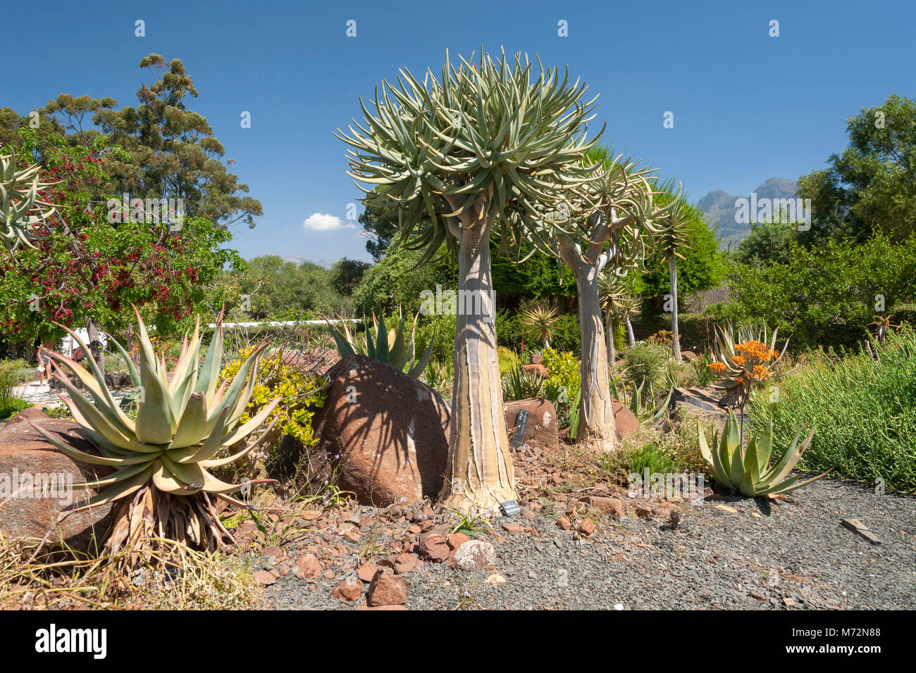 Babylonstoren Gardens, Western Cape Province, South Africa. Stock Photo