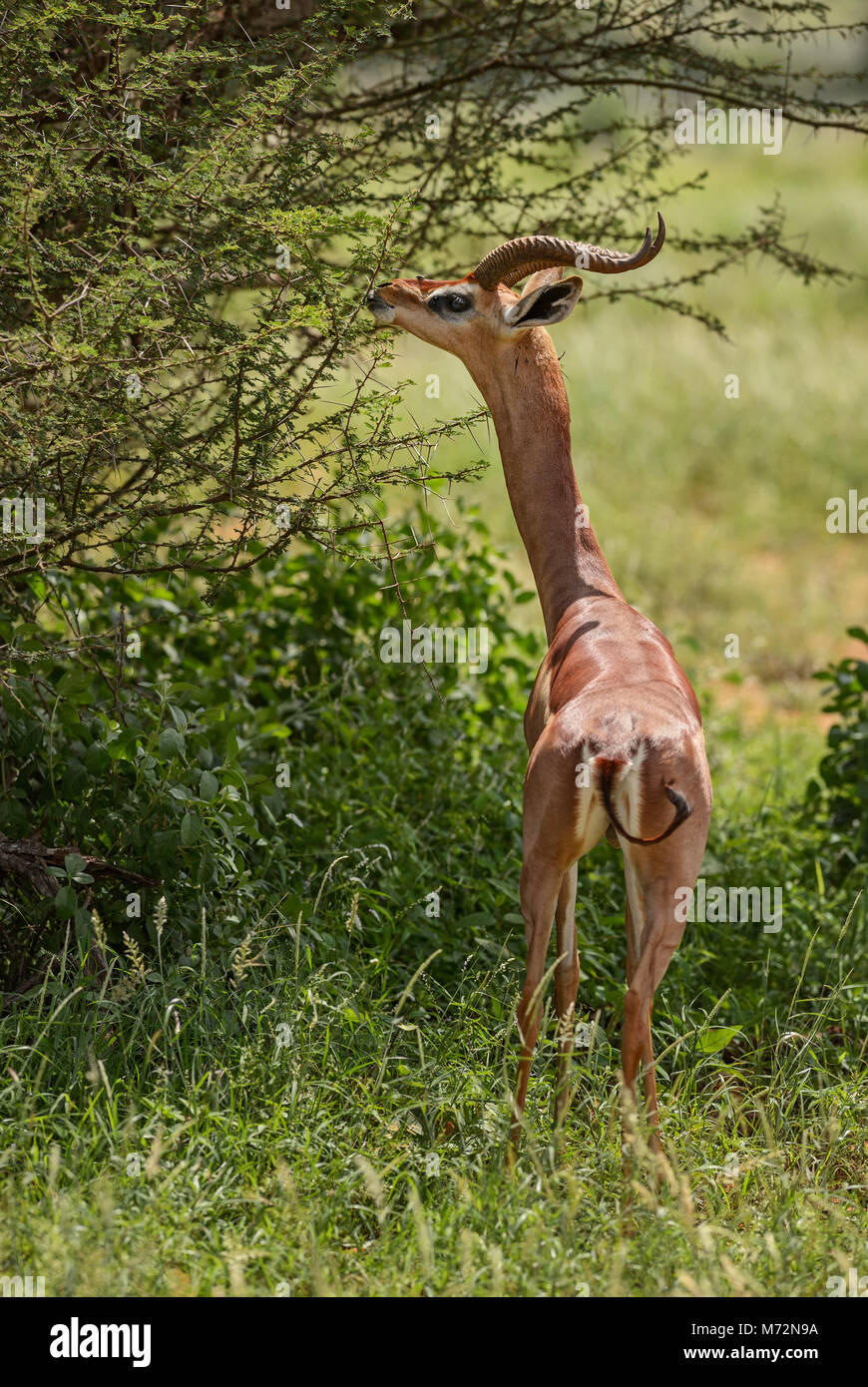 Gerenuk Litocranius Walleri Small Longe Necked Antelope From African 