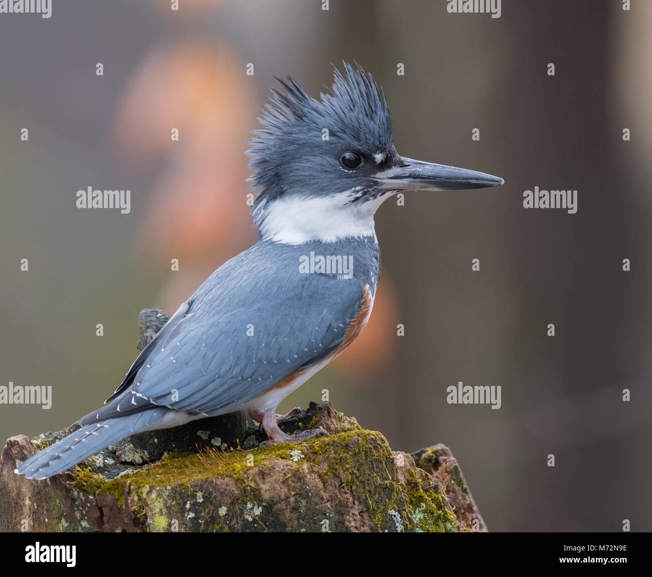 Belted Kingfisher Portrait Stock Photo