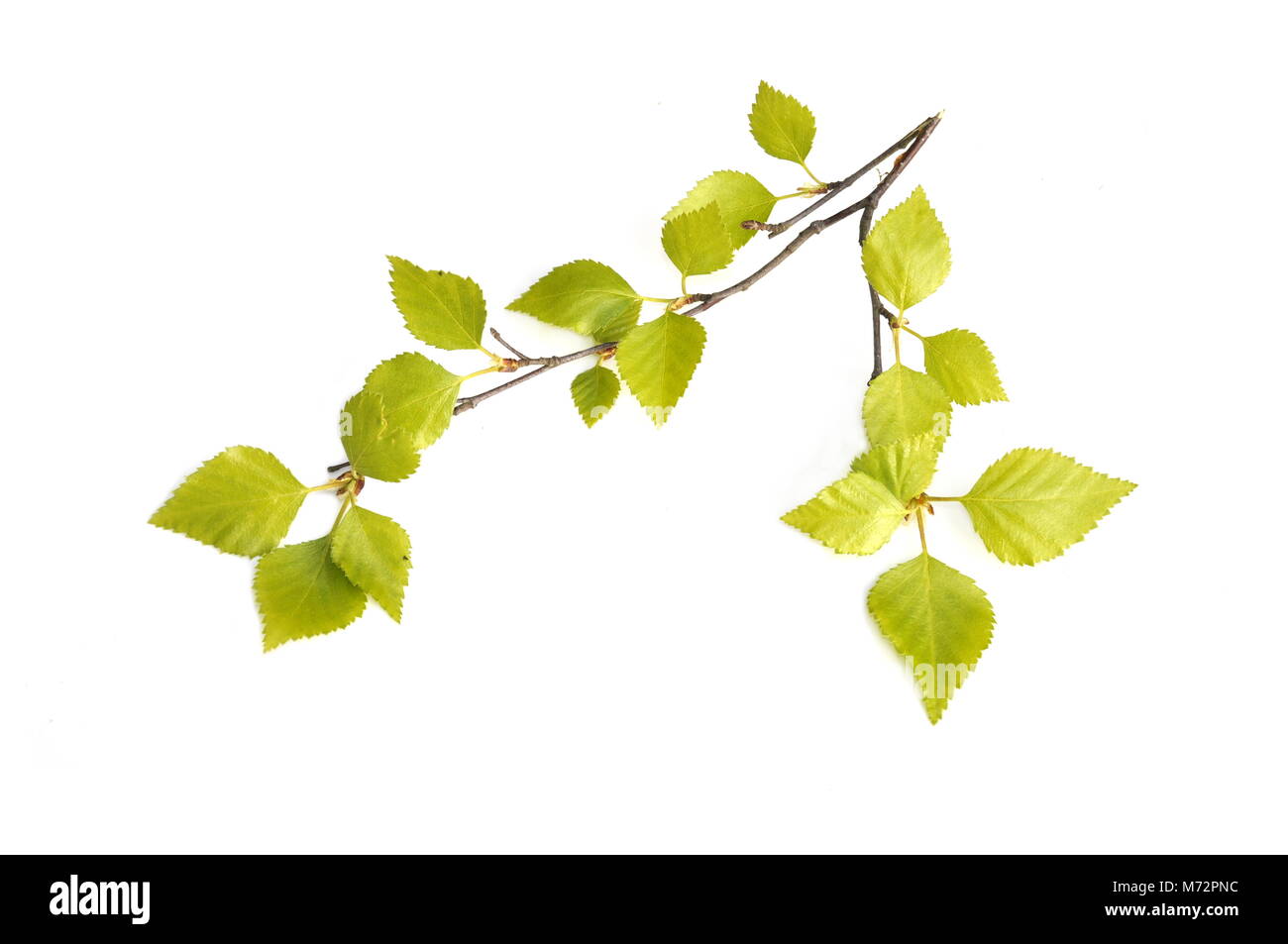 Branches with new intensely green birch leaves on white background Stock Photo