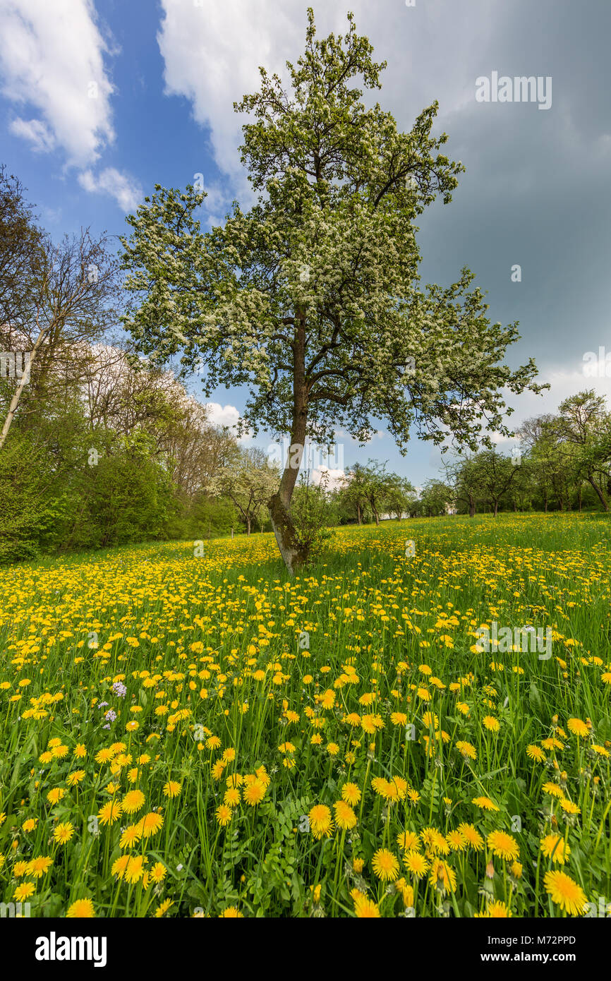 Tree standing in a meadow full of dandelions Stock Photo