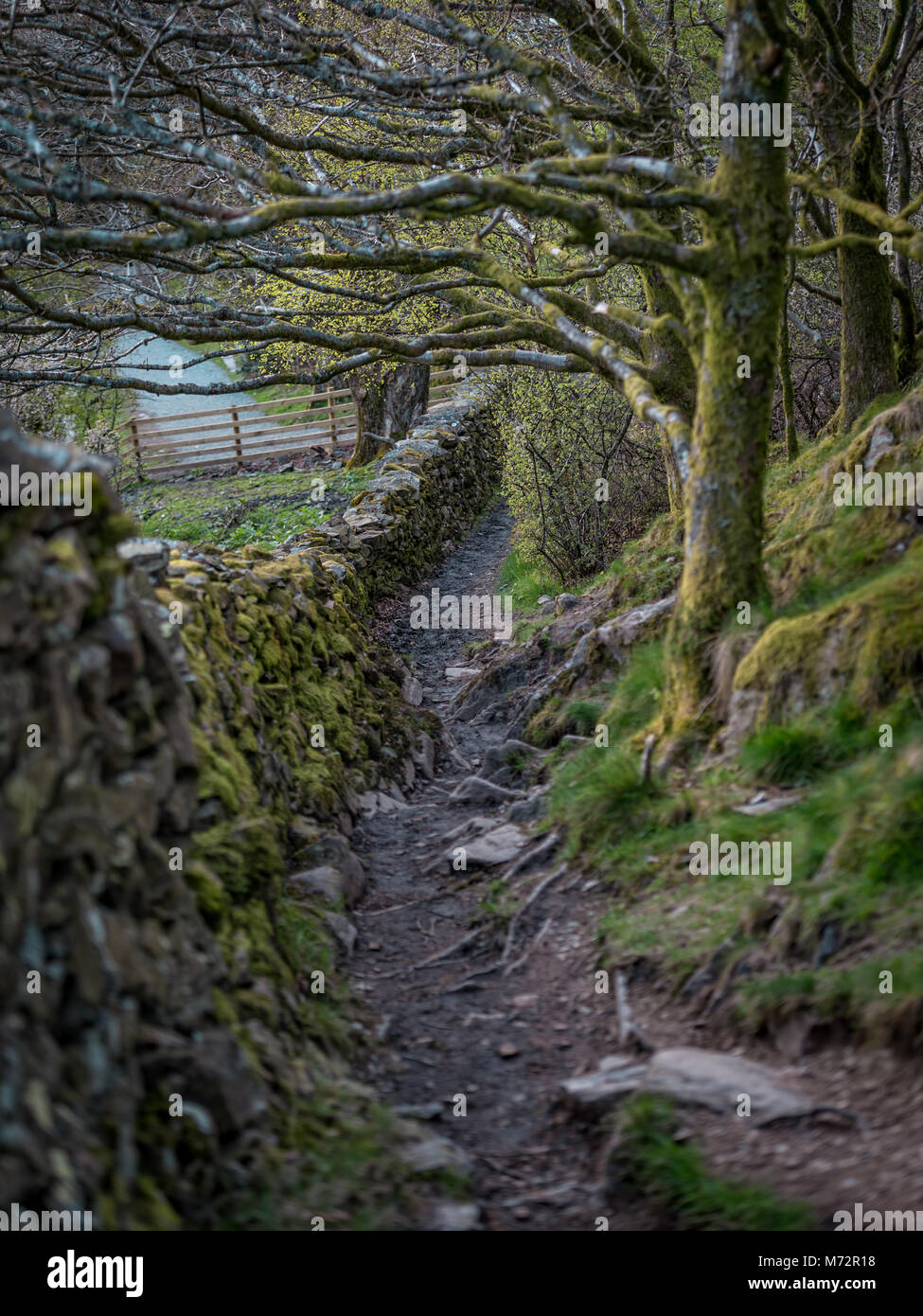 Beautiful Stone Wall Work near Orrest Head, Lake District Stock Photo