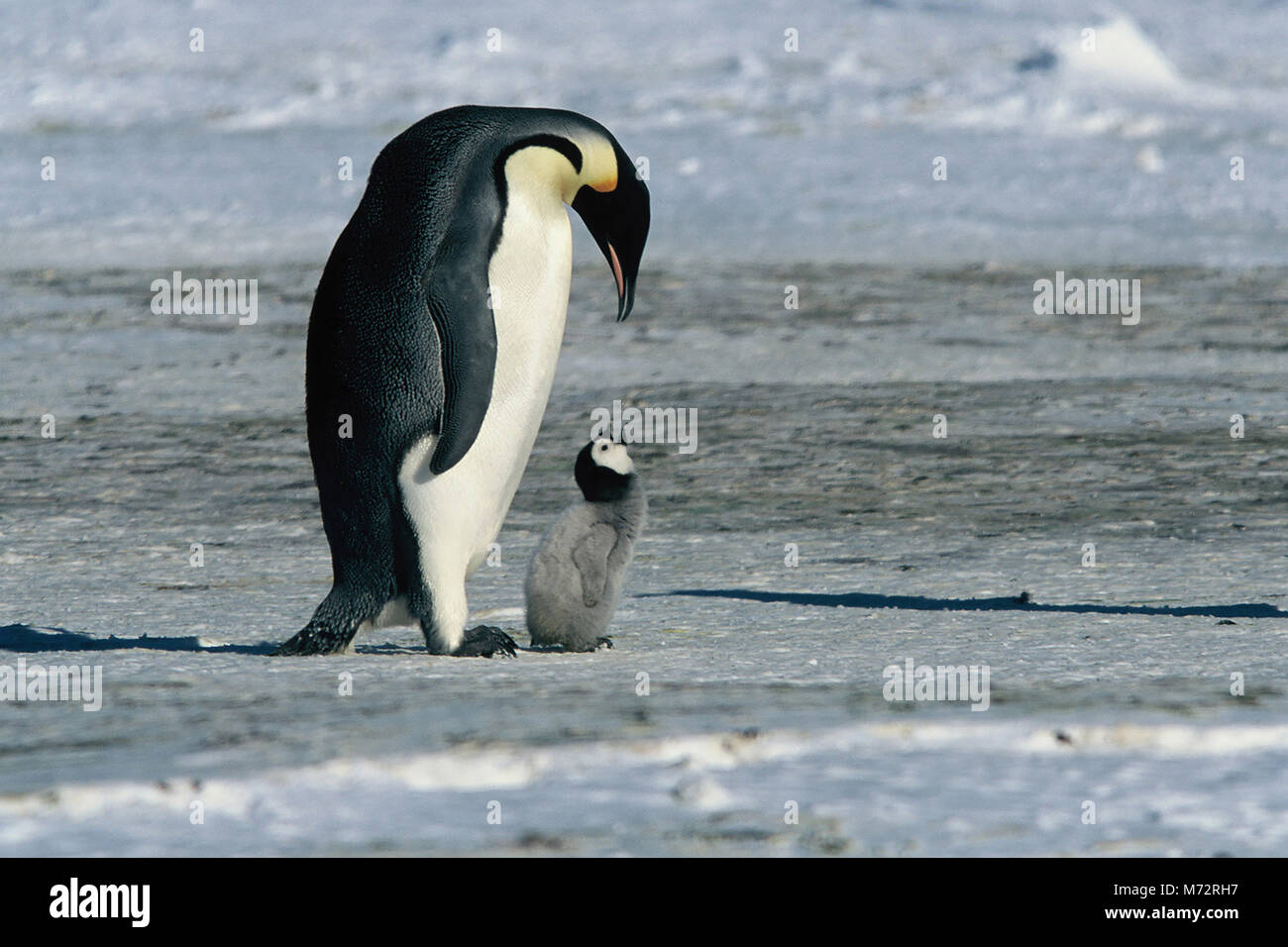 DIE REISE DER PINGUINE aka. La marche de l'empereur, Frankreich 2004 Luc Jacquet Tier-Dokumentation über den außergewöhnlichen Lebenszyklus der Pinguine in der Antarktis. Stock Photo