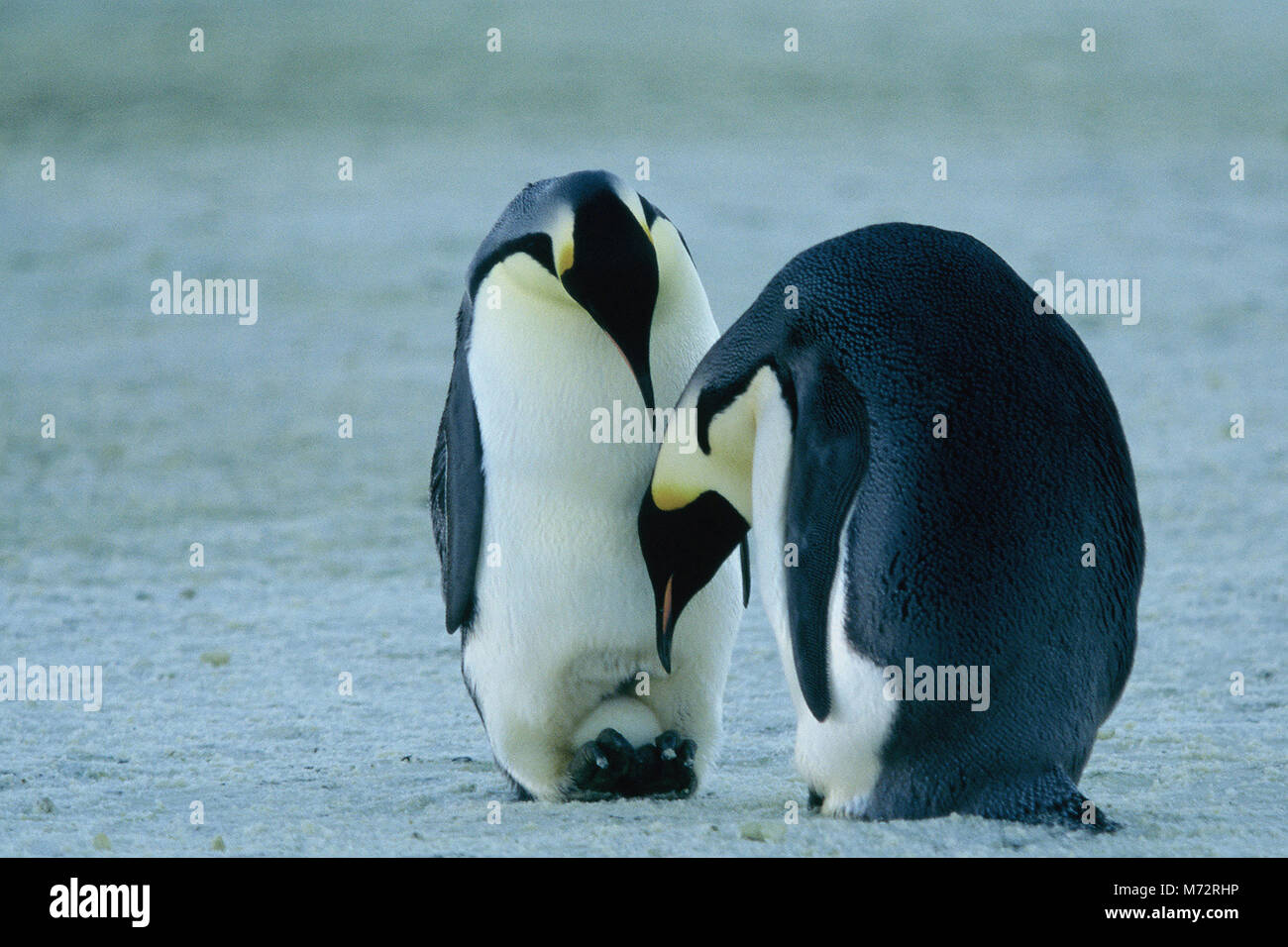 DIE REISE DER PINGUINE aka. La marche de l'empereur, Frankreich 2004 Luc Jacquet Tier-Dokumentation über den außergewöhnlichen Lebenszyklus der Pinguine in der Antarktis. Stock Photo