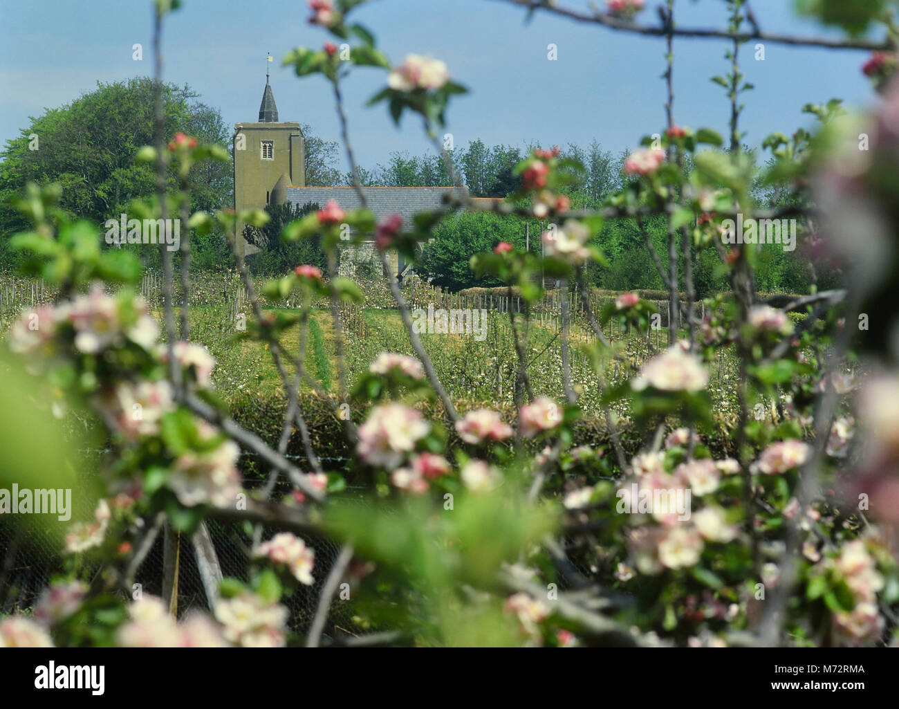 Blossom time. England, Stock Photo