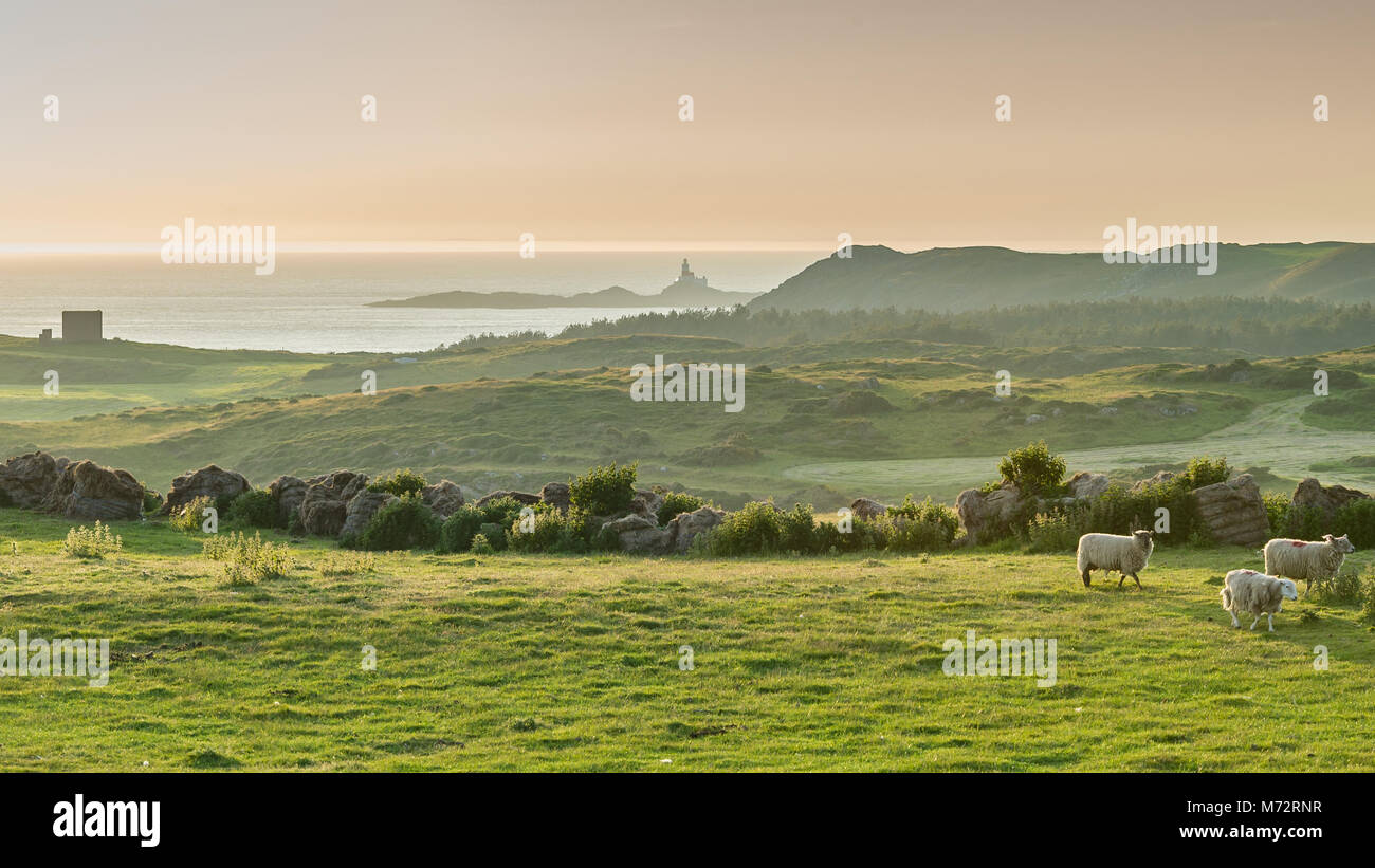 Sheep in a field on the Anglesey coast Stock Photo