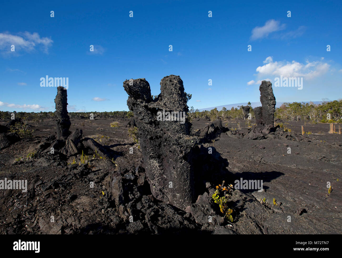 Fossilized lava trees Stock Photo - Alamy