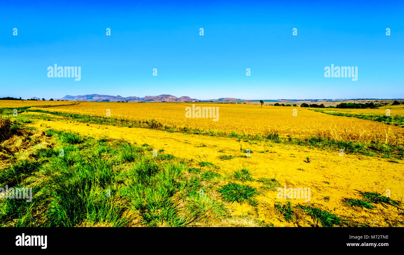 Landscape with the fertile farmlands along highway R26, in the Free
