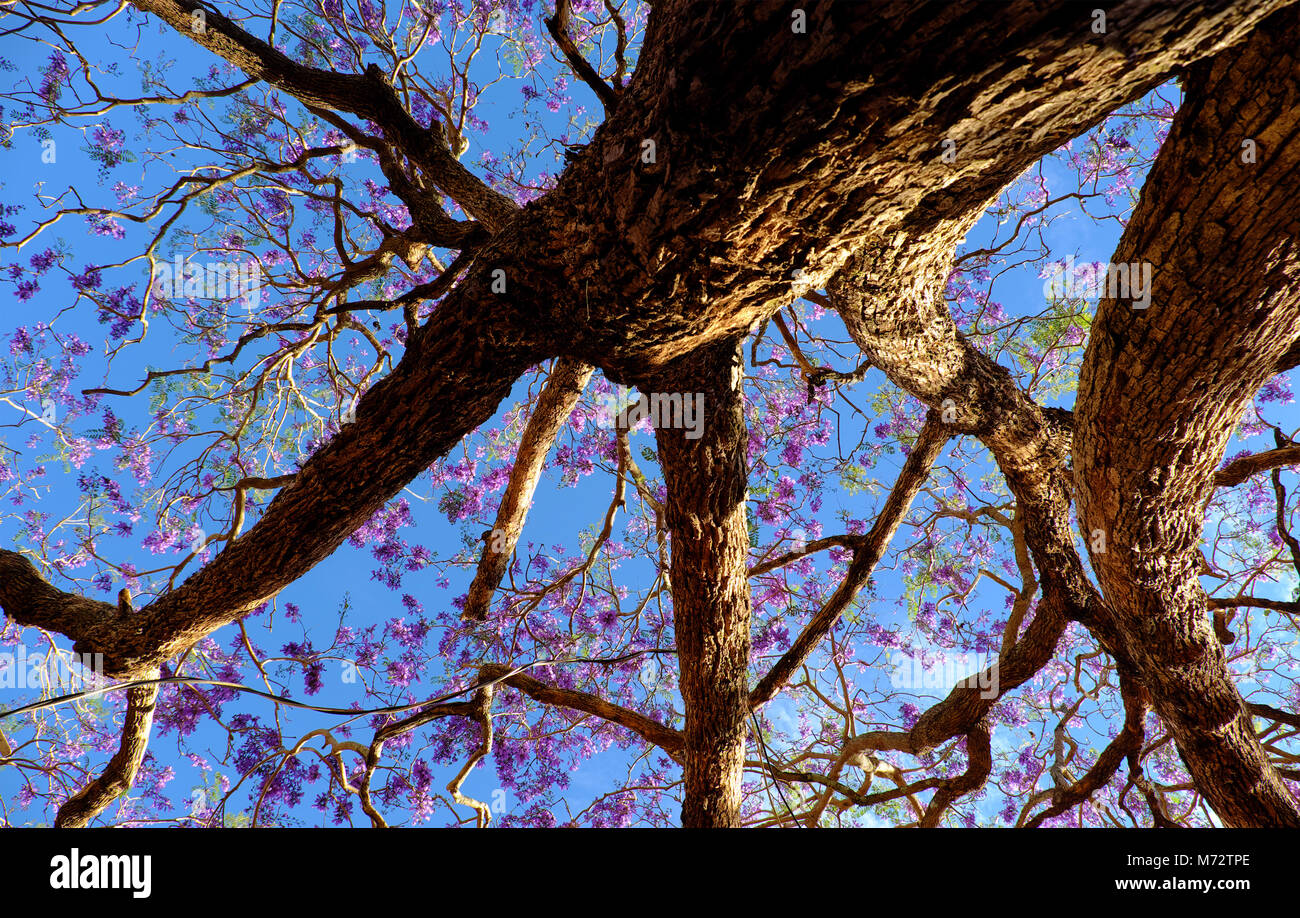 Impression and strange shape of branch of flamboyant tree view from under the tree, violet flower on blue sky bloom in spring make wonderful nature Stock Photo