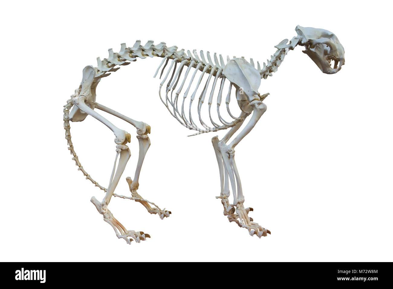 Tiger bones isolated on the white. Stock Photo