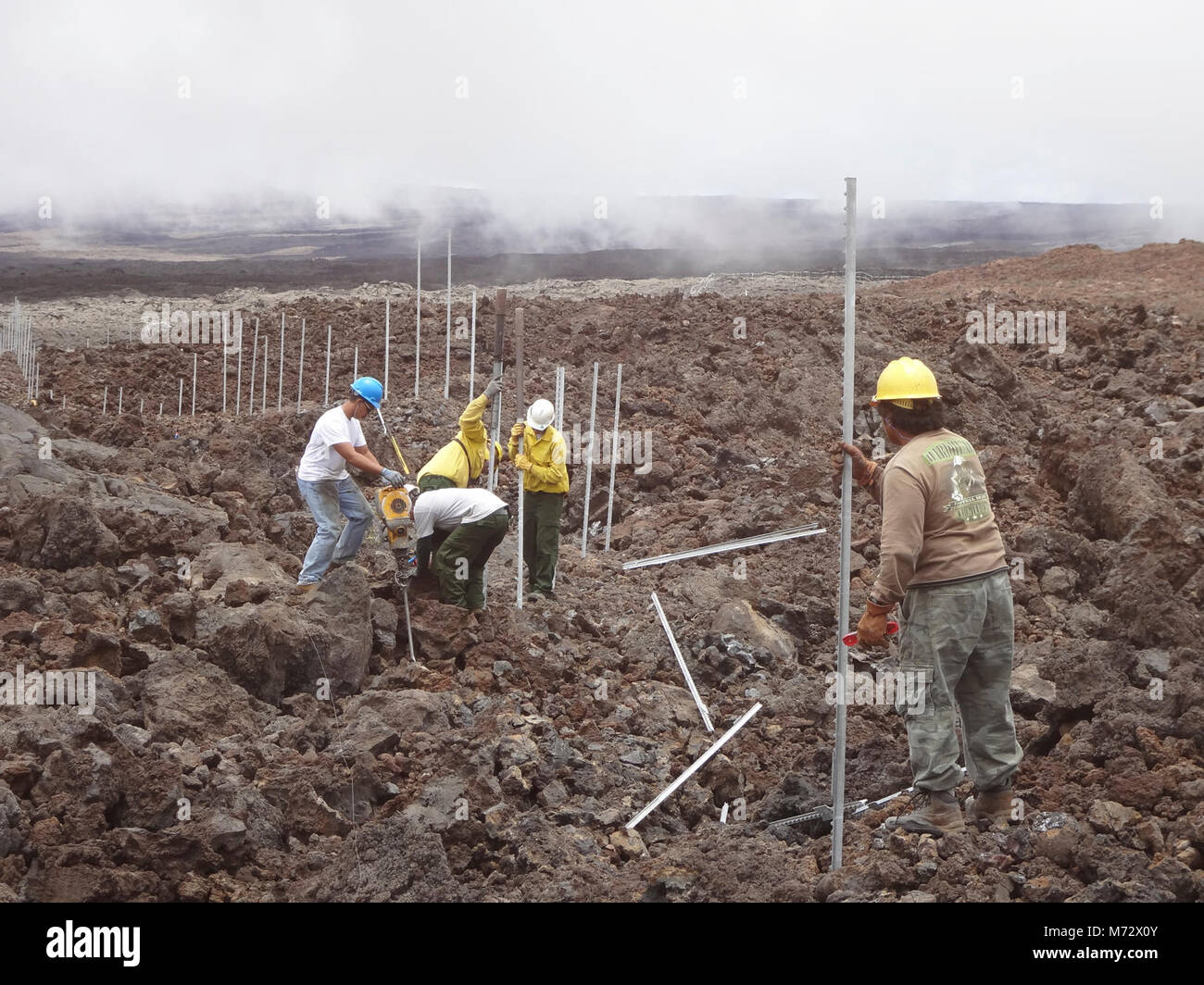 Installing cat proof fence in Hawai‘i Volcanoes National Park . Park staff install the cat-proof fence in rough and rugged high-elevation lava fields on the slopes of Mauna Loa. The five-mile-long fence protects more than 600 acres of Hawaiian petrel habitat, and could be the longest of its kind in the United States. Stock Photo