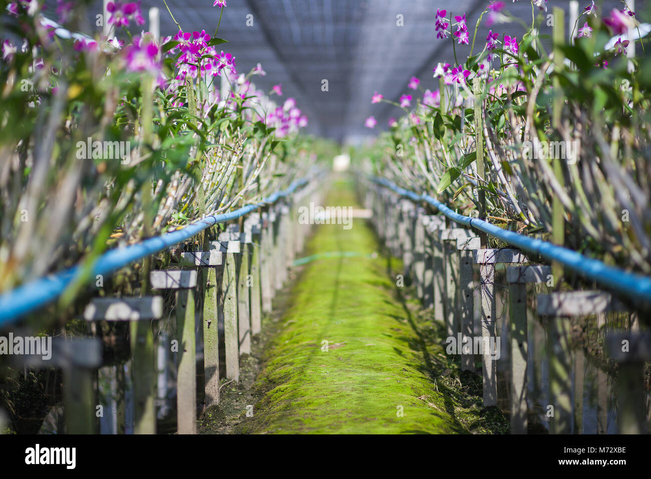 Orchid flowers blooming in orchid farm. Stock Photo