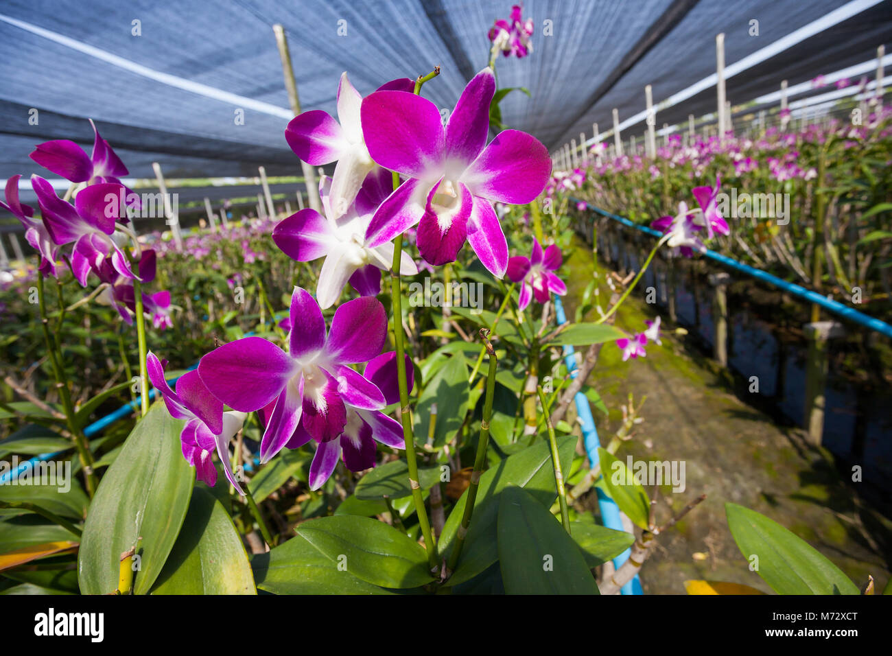 Orchid flowers blooming in orchid farm. Stock Photo
