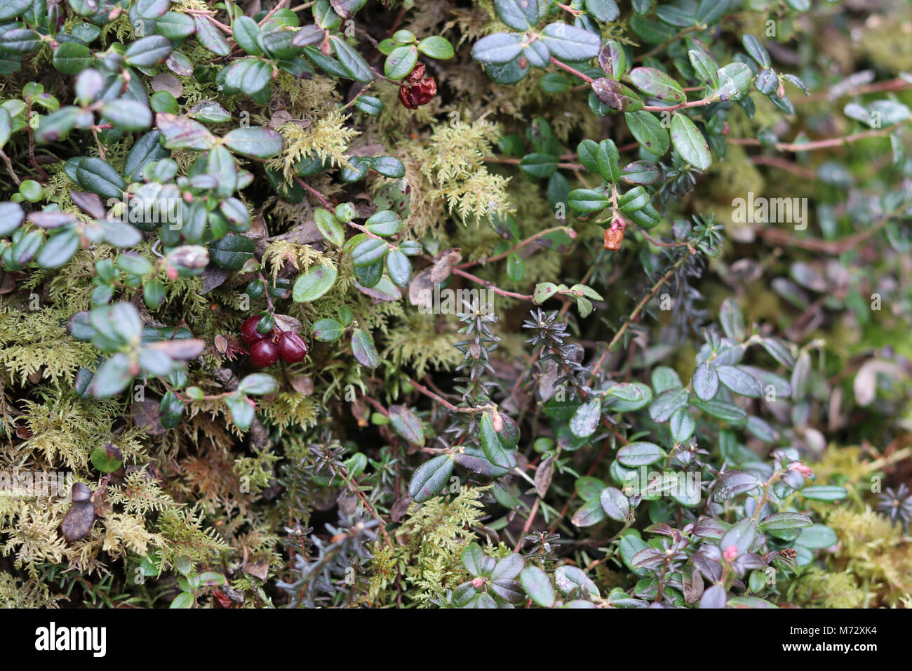 Low bush cranberry Stock Photo Alamy