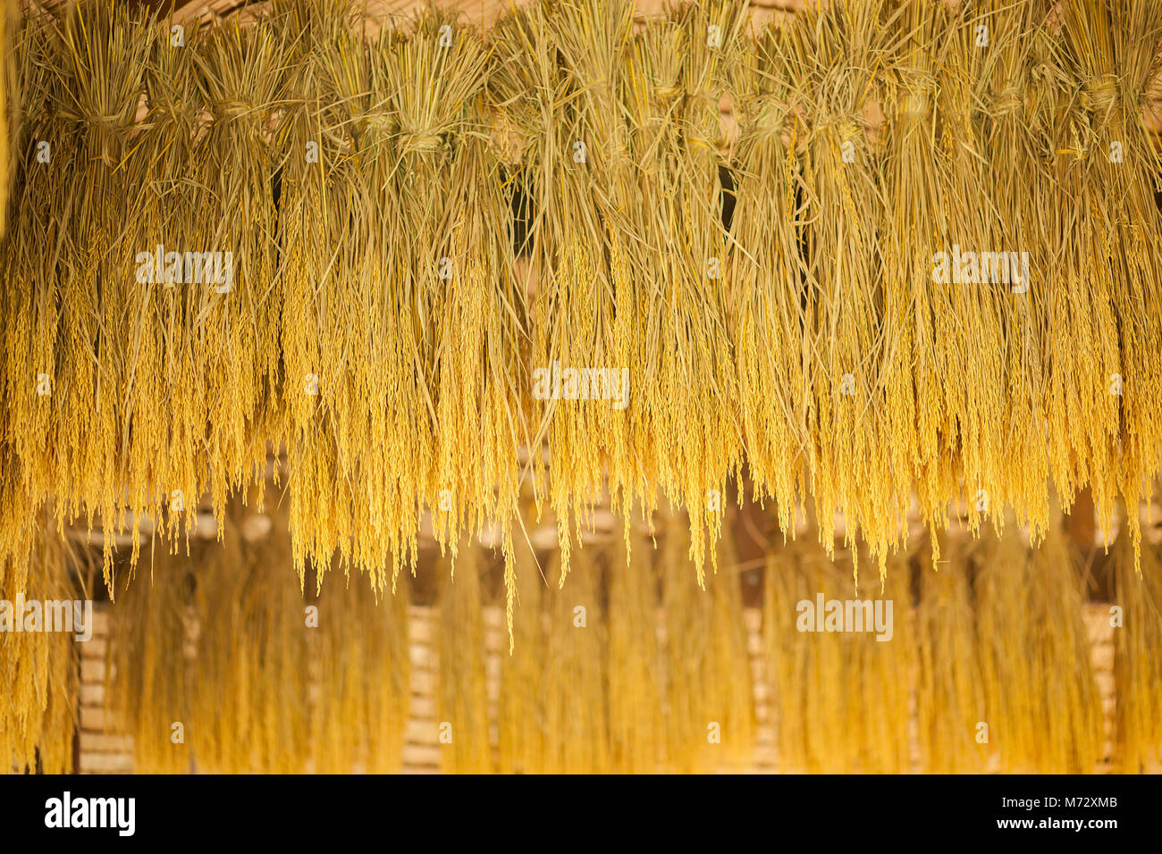 Seeds rice for planting Stock Photo - Alamy