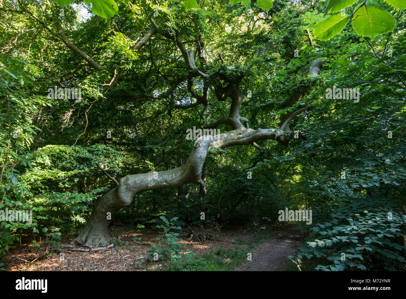 Vrangeskov is named after the contorted beech trees, Ringsted Stock Photo