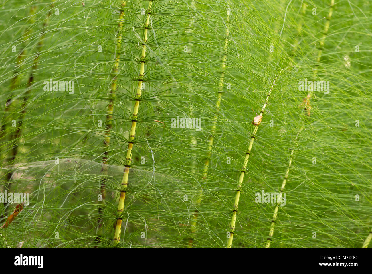 Great Horsetail (Equisetum telmateia), Equisetaceae Stock Photo