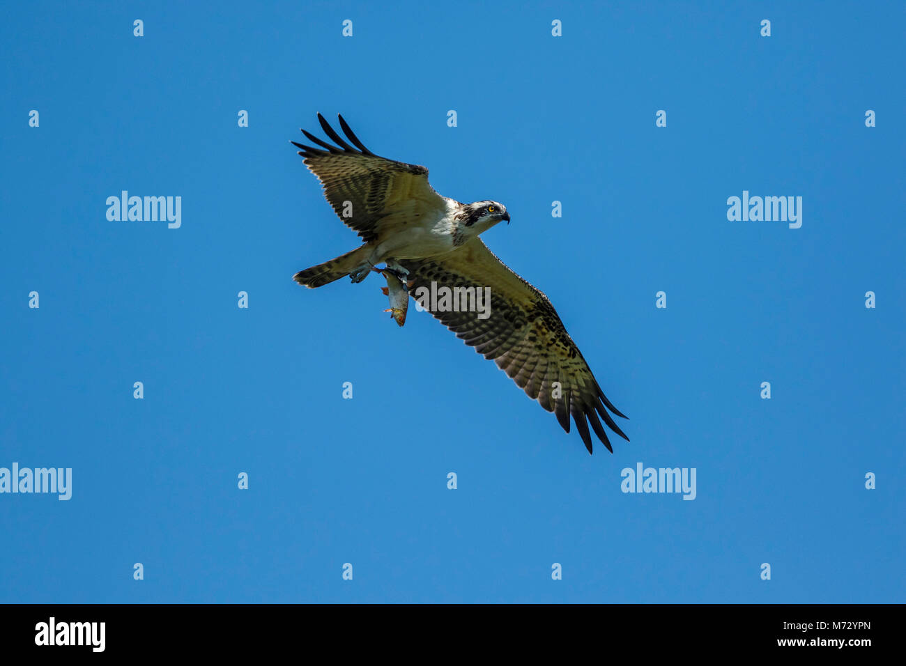 Juvenile Osprey (Pandion haliaetus) in flight with a Roach (Rutilus rutilus), Stock Photo