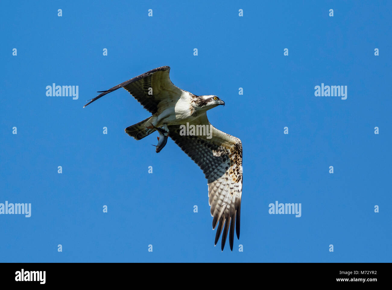 Juvenile Osprey (Pandion haliaetus) in flight with a Roach (Rutilus rutilus), Stock Photo