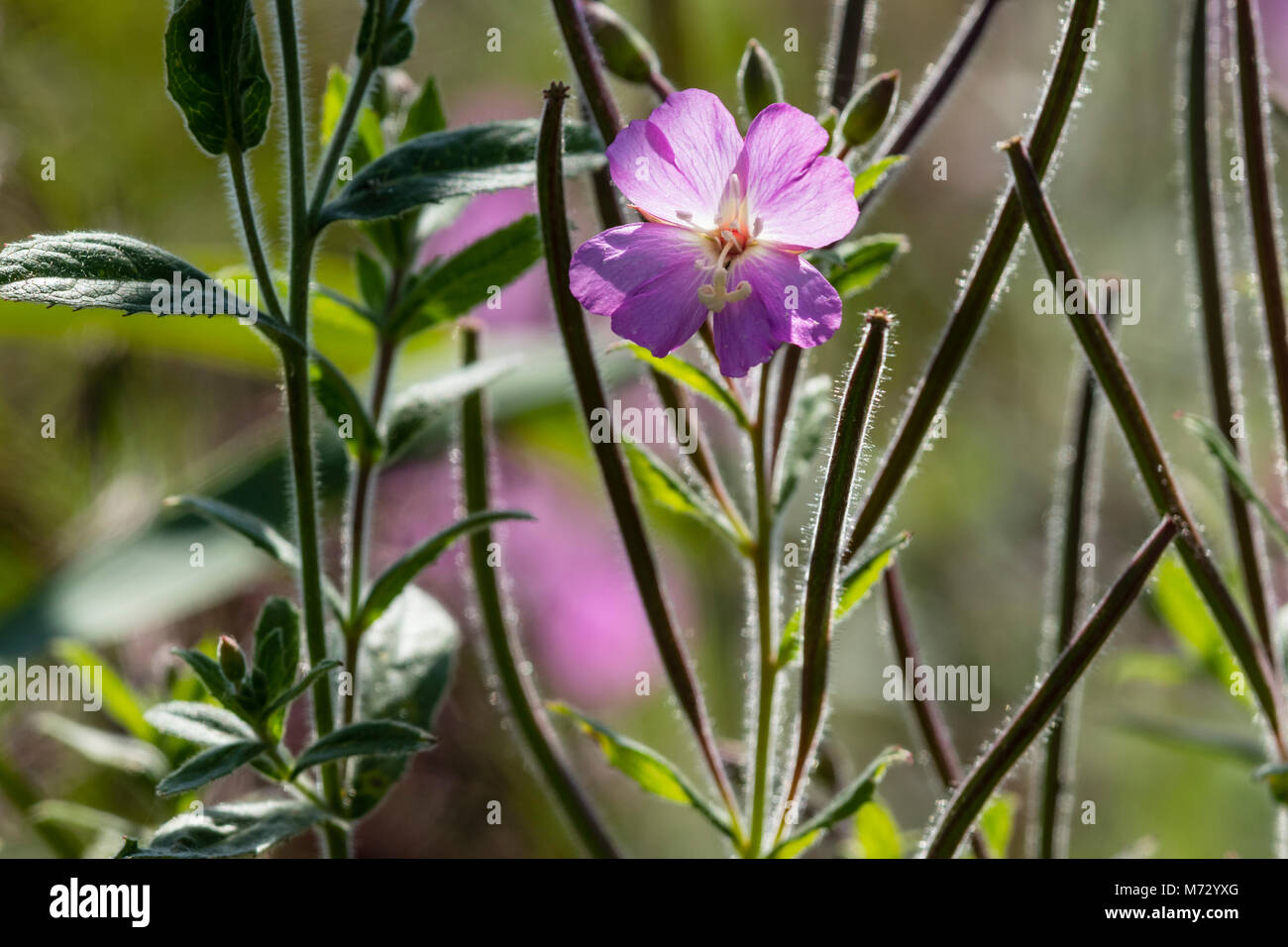 Flowering Great Willowherb (Epilobium hirsutum), Stock Photo