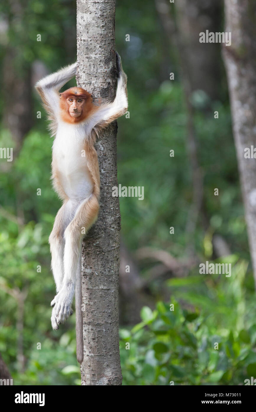 Proboscis Monkey (Nasalis larvatus) young female hanging from a tree in coastal mangrove forest, Sabah, Borneo, Malaysia Stock Photo