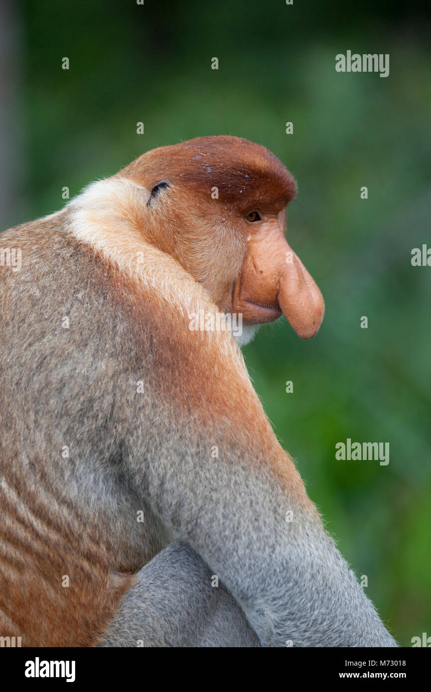 Proboscis Monkey (Nasalis larvatus) dominant male Stock Photo