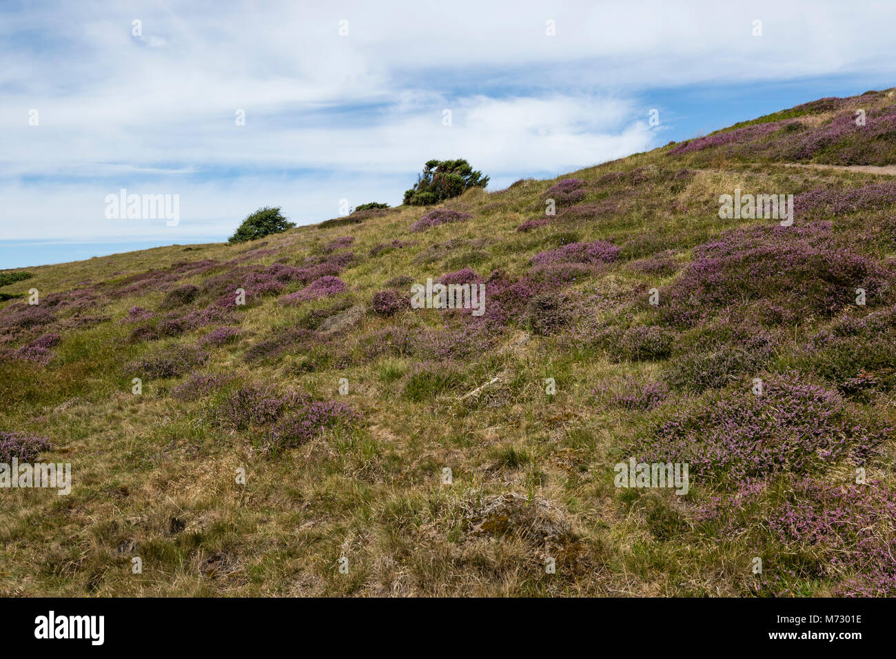 Heather Hill is a protected area, consisting mainly of grassy moraine hills. The area is formed by glacial deposits at the end of the last ice age Stock Photo