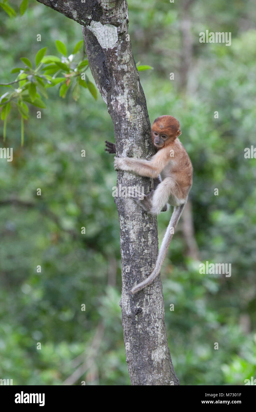 Baby proboscis monkey (Nasalis larvatus) climbing a tree trunk in Bornean coastal mangrove forest Stock Photo