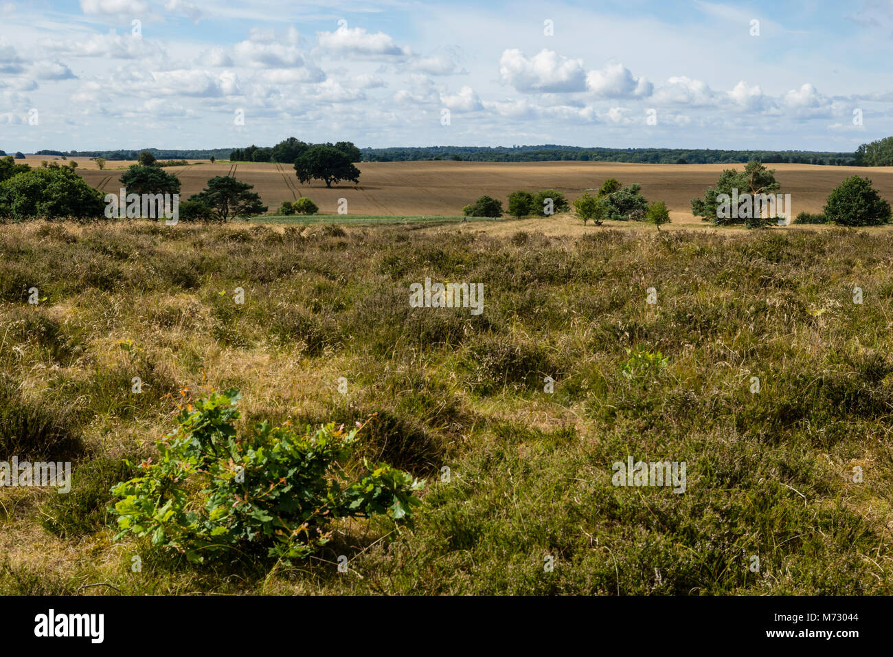 Rusland is a partially protected area designated for EU habitat area. With dry dwarf shrubs, heath, hills and slopes Stock Photo