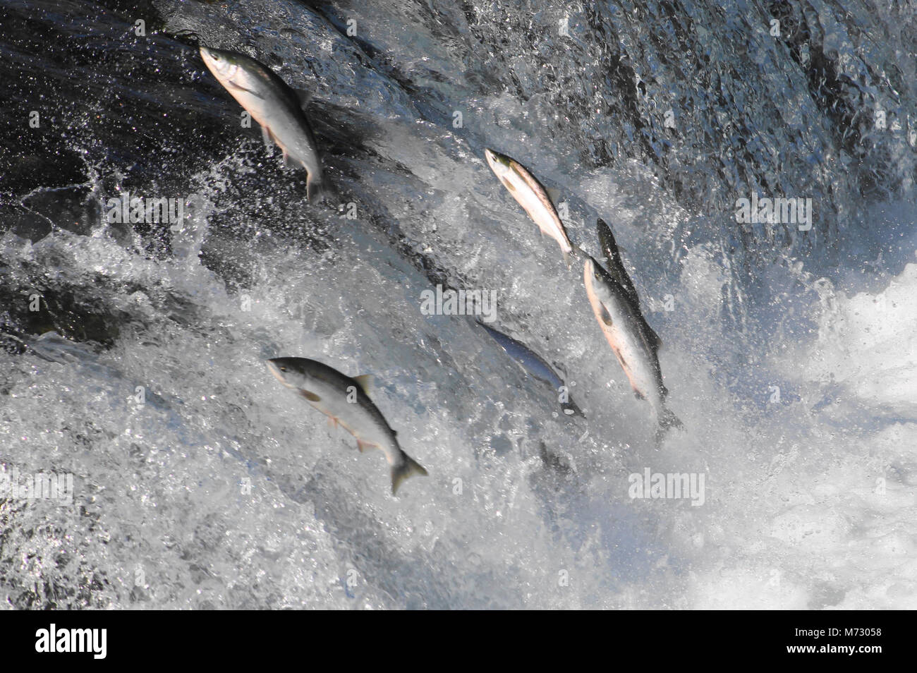 Salmon Jumping Falls ( D Jacob Stock Photo Alamy