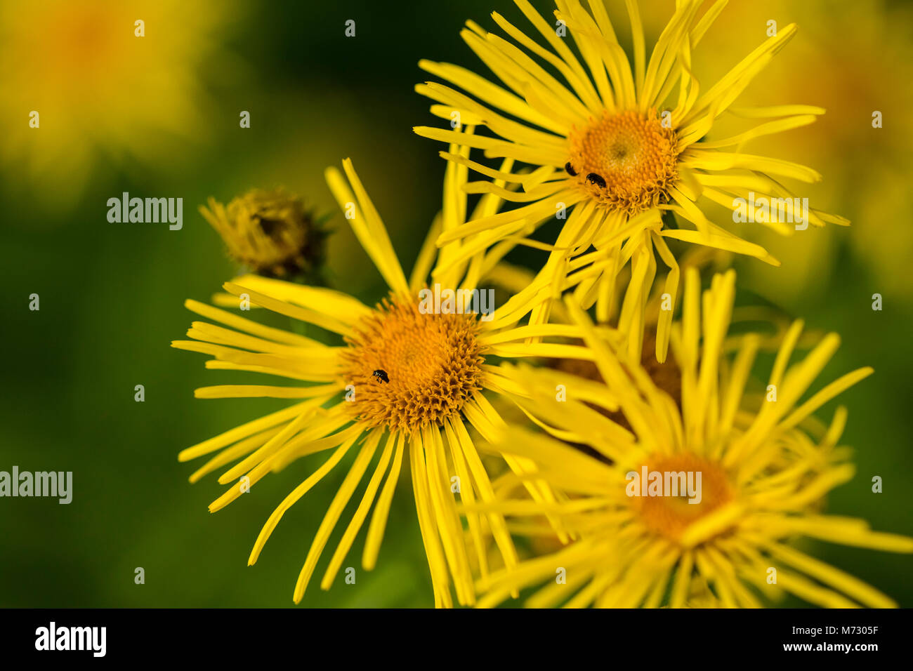 Flowering Irish Fleabane (Inula salicina) Stock Photo