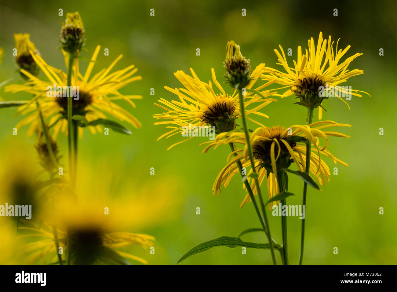 Flowering Irish Fleabane (Inula salicina) Stock Photo