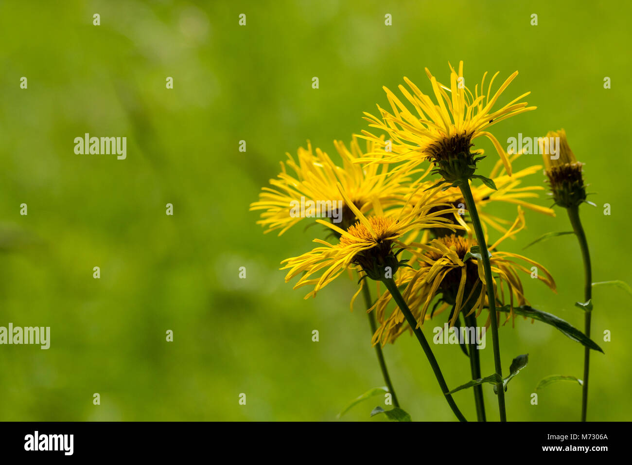 Flowering Irish Fleabane (Inula salicina) Stock Photo