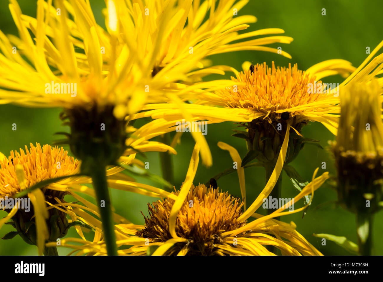 Flowering Irish Fleabane (Inula salicina) Stock Photo