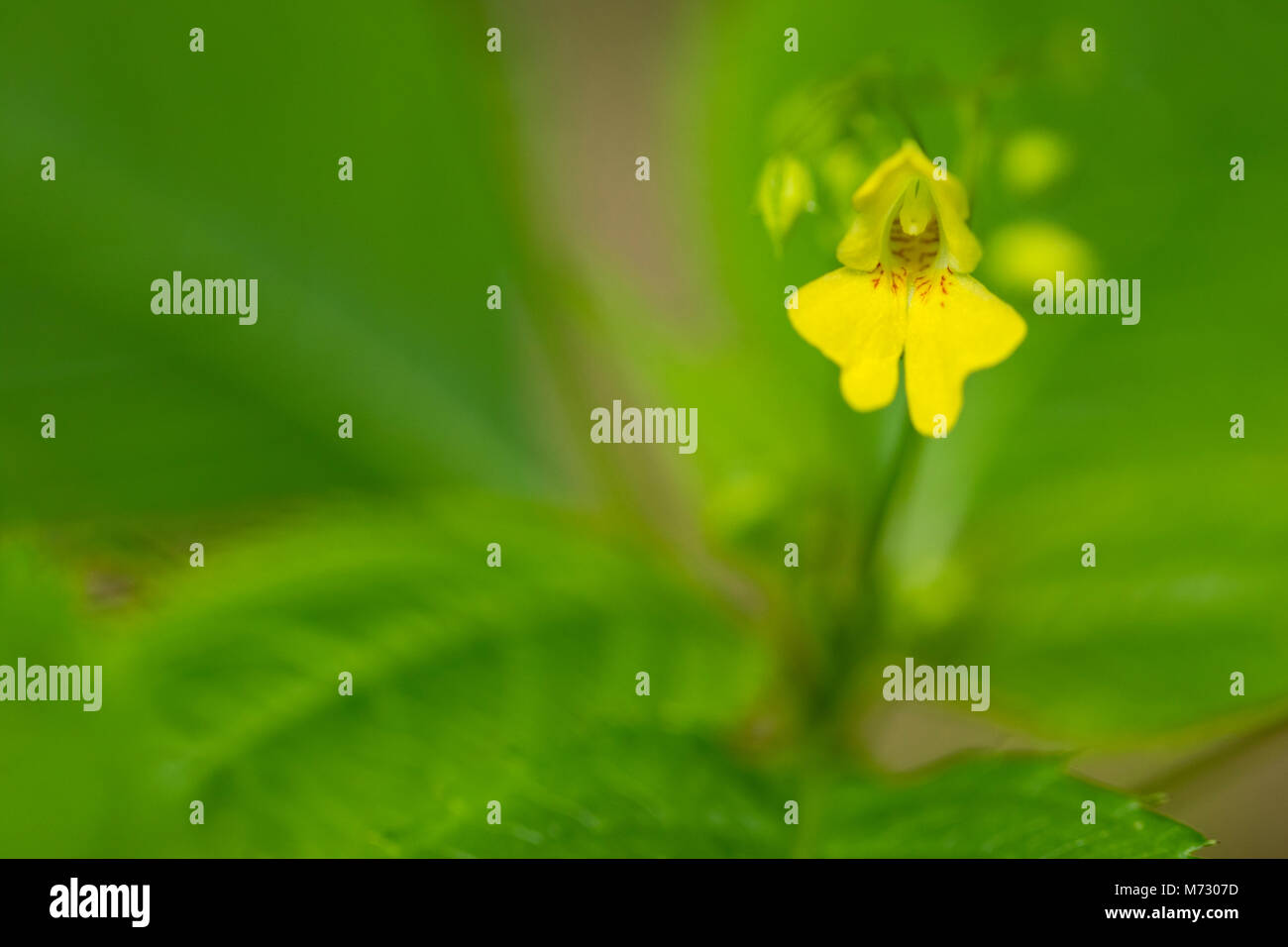 Small Balsam (Impatiens parviflora) Stock Photo