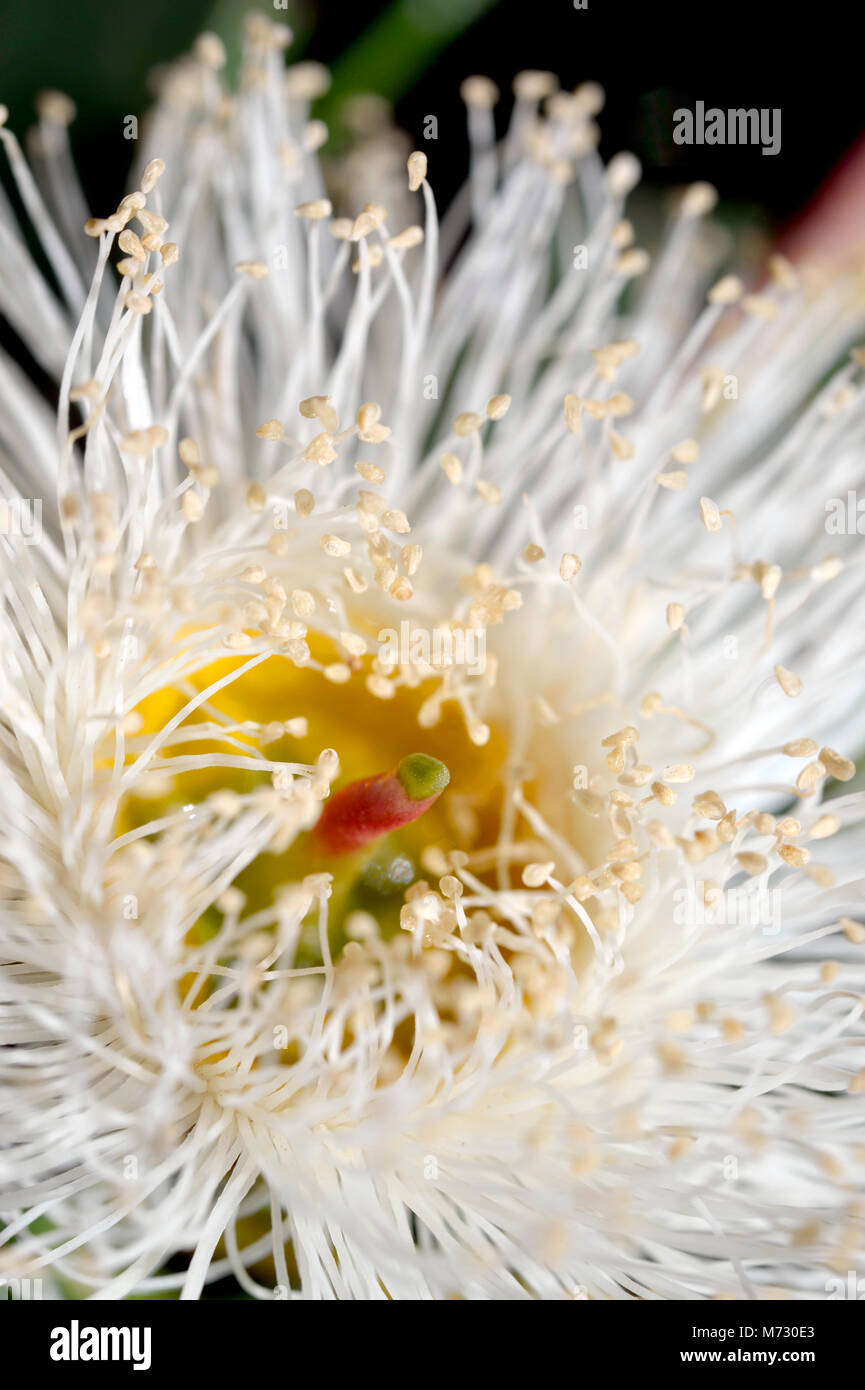 Eucalyptus is a diverse genus of flowering trees and shrubs in the myrtle family, Myrtaceae. Stock Photo
