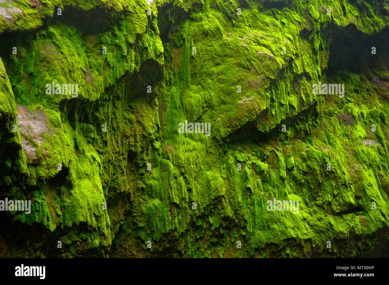 A moss-covered rock wall sits beside the Catarata del Toro in Toro Amarillo, Costa Rica. Stock Photo